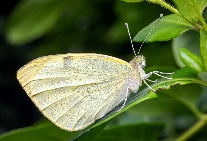 Butterfly Effect Consideration